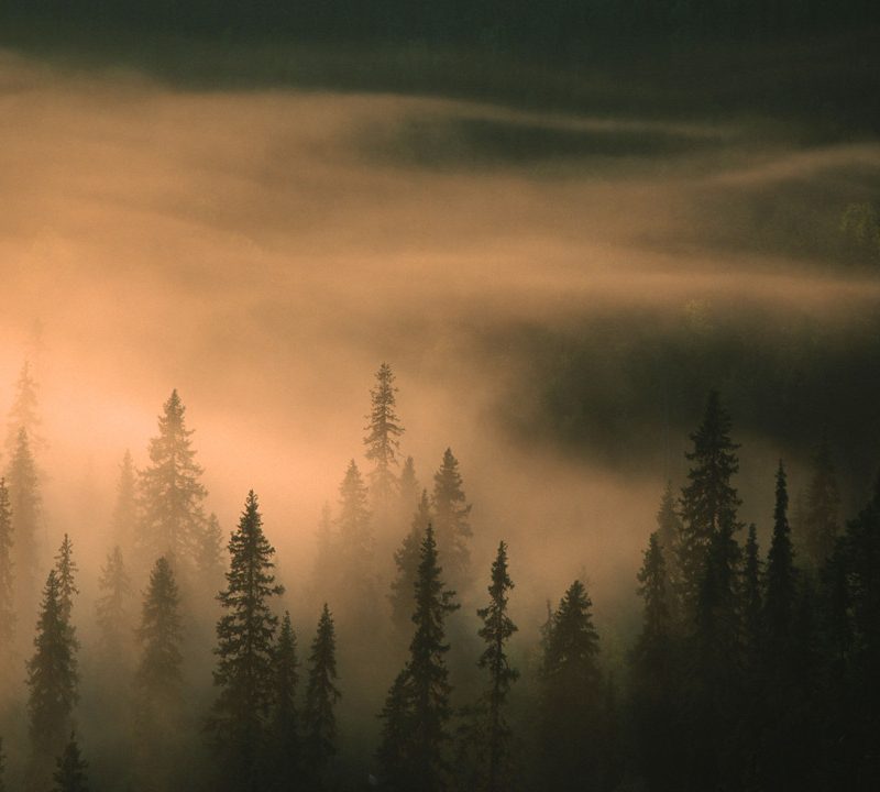 En skog med dimma