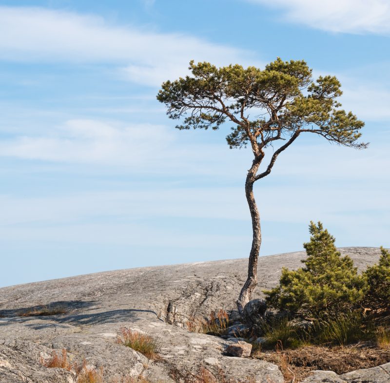 Ett träd på toppen av ett berg